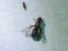 Senopterina caerulescens