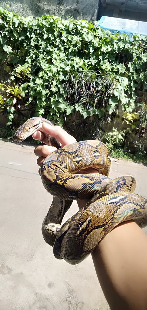 Greater Reticulated Python from 3G6J+6H7, Talomo, Davao City, Davao del ...