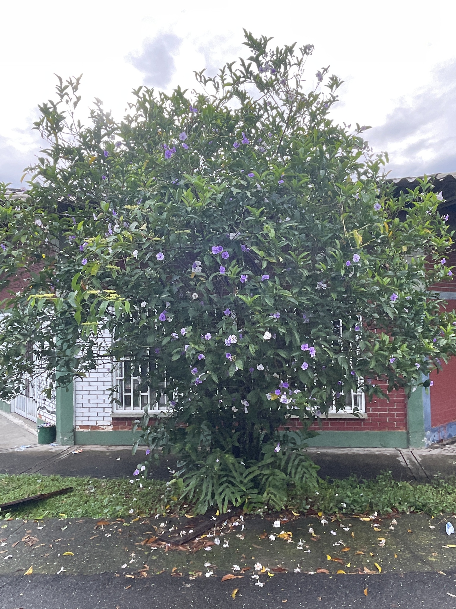 Imagem de Manacá-de-cheiro