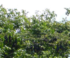 Pteropus conspicillatus