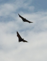 Pteropus conspicillatus