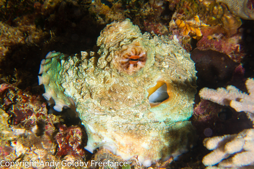 Reef Octopus