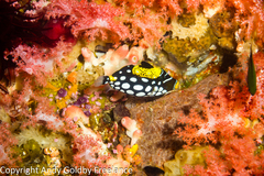 Clown triggerfish