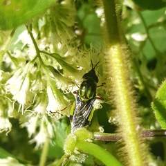 Hedriodiscus pulcher