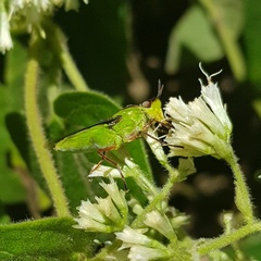 Hedriodiscus pulcher