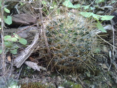 Mammillaria aurihamata
