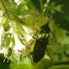 Hedriodiscus pulcher