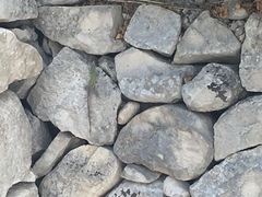 Podarcis siculus siculus