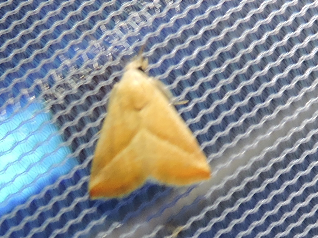 Straight-lined Seed Moth