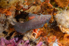 Crested Blenny photo 4