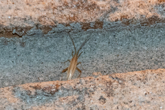 Stenodema trispinosum