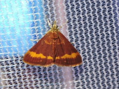 Pyrausta pseuderosnealis
