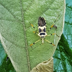 Zelus armillatus