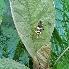 Zelus armillatus