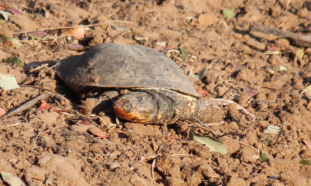 Cape Terrapin from Msinga Hide, Mkhuze Game Reserve, North Uthungulu ...