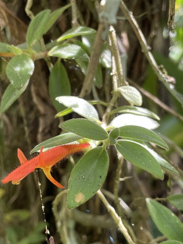 Columnea tomentulosa