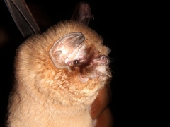 Mormoops megalophylla