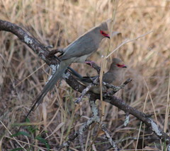 Urocolius indicus transvaalensis