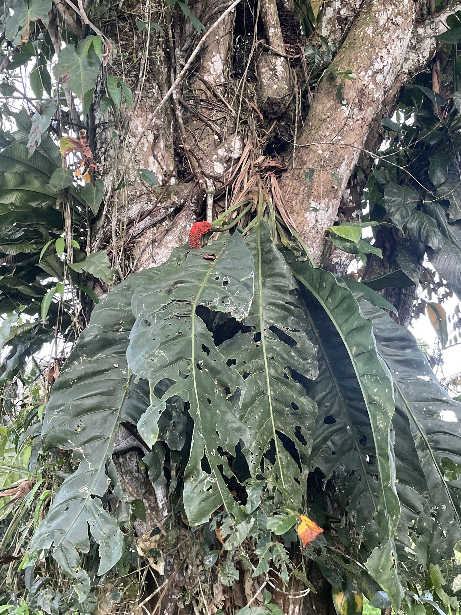 Anthurium purpureospathum Croat 3