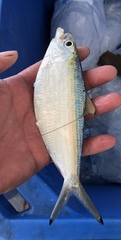 Opisthonema oglinum