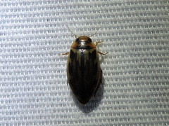 Coptotomus