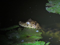 Caiman crocodilus chiapasius