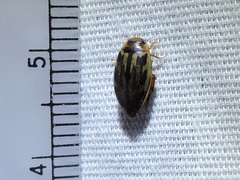 Coptotomus