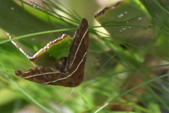 Argyrostrotis quadrifilaris