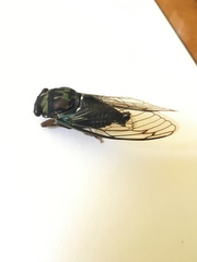 Neotibicen lyricen virescens