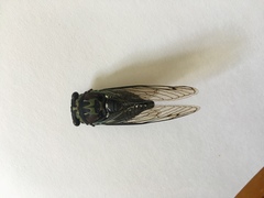 Neotibicen lyricen virescens