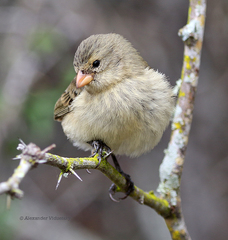 Camarhynchus parvulus