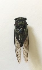 Neotibicen lyricen virescens