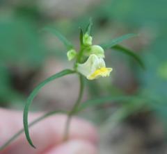 Melampyrum pratense commutatum