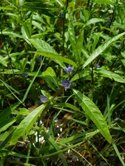 Hydrolea quadrivalvis