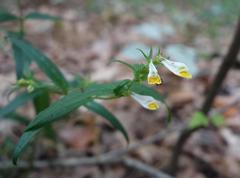 Melampyrum pratense commutatum