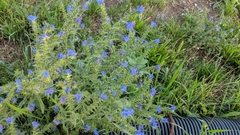 Echium vulgare