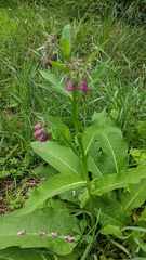 Symphytum officinale