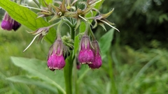 Symphytum officinale