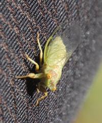 Cicadettana