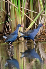 Philippine Swamphen photo 3