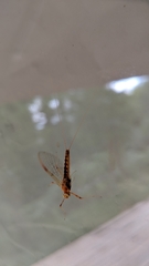 Ephemeroptera