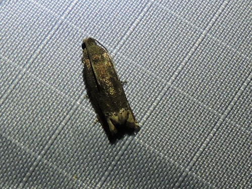 Ragweed Borer photo 4