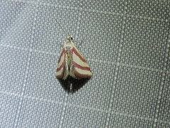 Microtheoris vibicalis