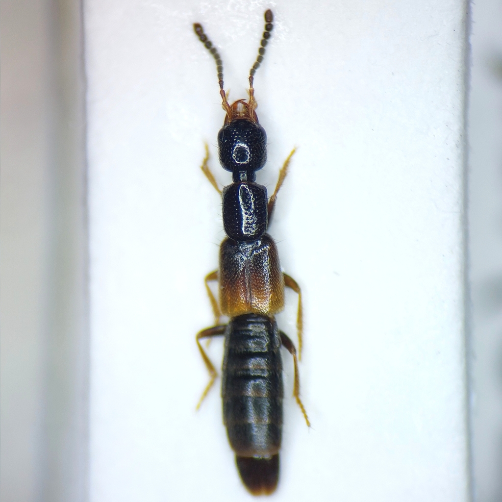 Staph beetle