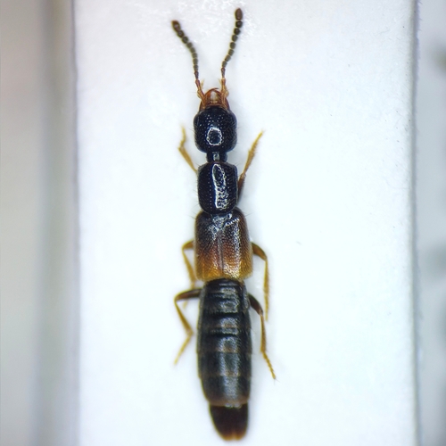 Staph beetle