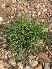 Poa alpina vivipara