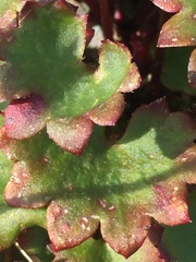 Micranthes porsildiana