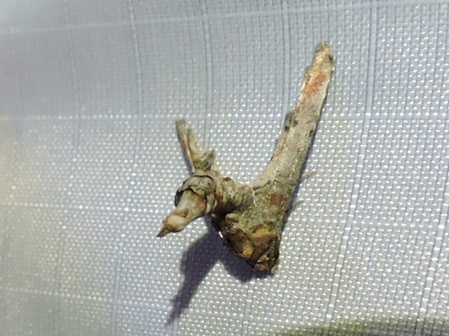 Dark Marathyssa Moth photo 4
