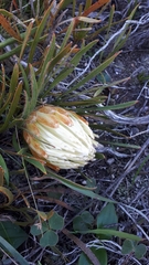 Protea aspera