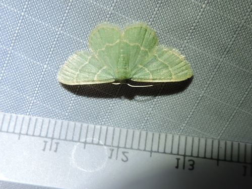 Thin-lined Emerald photo 2